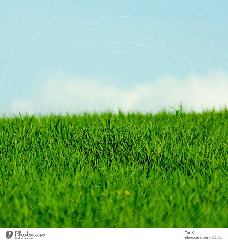 feldgrün Wiese Feld Gras Halm Blumenwiese grasgrün Frühling Sommer Sonnenlicht Lichtstimmung Stimmung Physik Kraft mehrfarbig Hoffnung ruhig Erholung erholsam