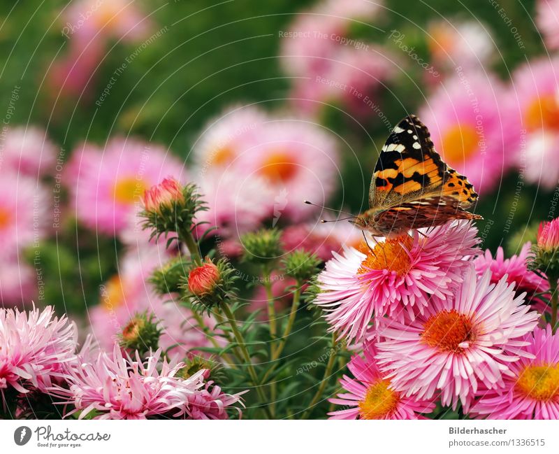 Distelfalter im Blumenmeer Astern Schmetterling Augenfalter Insekt Flügel Fühler Edelfalter winterfest Blütenstauden Herbstlaub strahlenförmig Blütenblatt