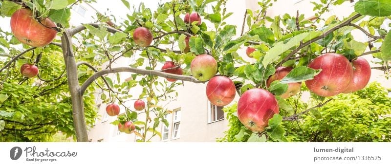 Äpfel hängen am Baum Lebensmittel Frucht Apfel Ernährung Sommer Haus Garten Erntedankfest Landwirtschaft Forstwirtschaft Natur Herbst Blatt Stadt lecker saftig
