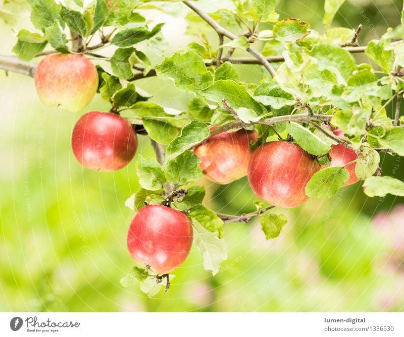 Äpfel hängen am Baum Lebensmittel Frucht Apfel Ernährung Sommer Garten Erntedankfest Landwirtschaft Forstwirtschaft Natur Herbst Blatt lecker saftig grün rot