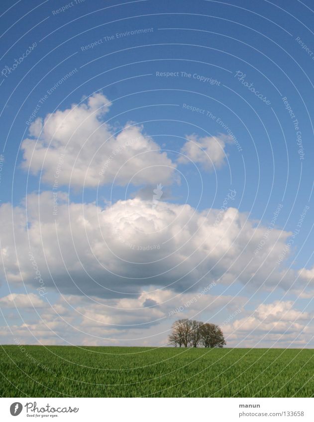 Durchatmen Luft Wiese Baum grün Wolken weiß frisch Frühling kalt Sauberkeit Weizenfeld Landwirtschaft Sommer Ferne Himmel Feld Horizont blau himmelblau grasgrün