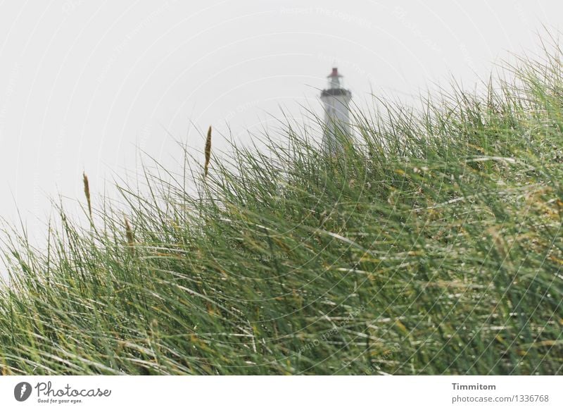 hoch hinaus | zwei Etappen. Ferien & Urlaub & Reisen Umwelt Natur Landschaft Pflanze Dünengras Dänemark Leuchtturm ästhetisch grau grün Gefühle Gelassenheit