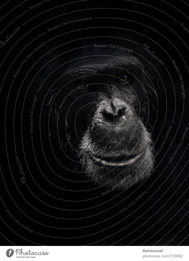 Pan Tier Wildtier Tiergesicht Fell dunkel schwarz weiß Gefühle Vertrauen Tierliebe Weisheit Affen Menschenaffen Gesichtsausdruck expressiv Säugetier Auge Nase