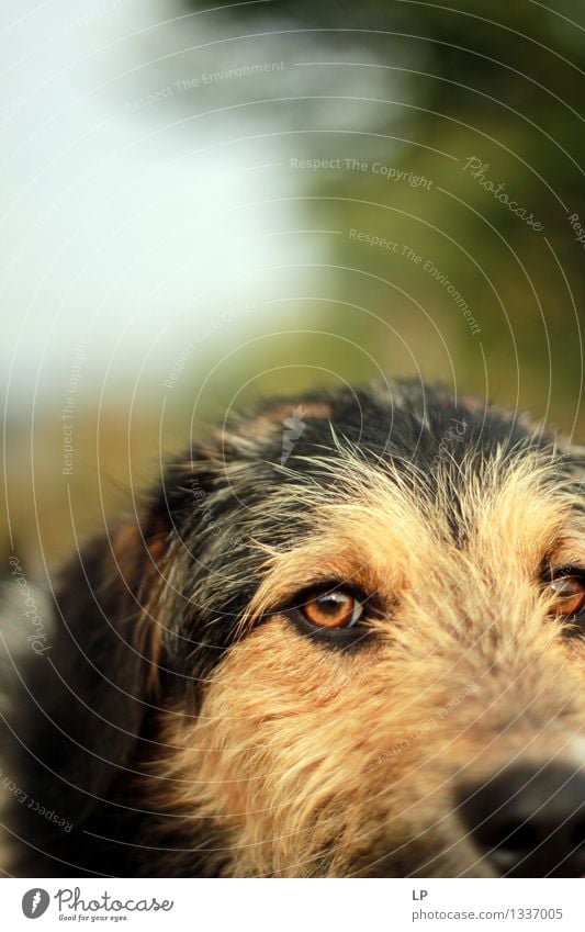 ein Hund Lifestyle Tier Haustier Blick einfach Freundlichkeit schön einzigartig positiv Wärme weich Gefühle Stimmung Kraft Sicherheit Schutz loyal