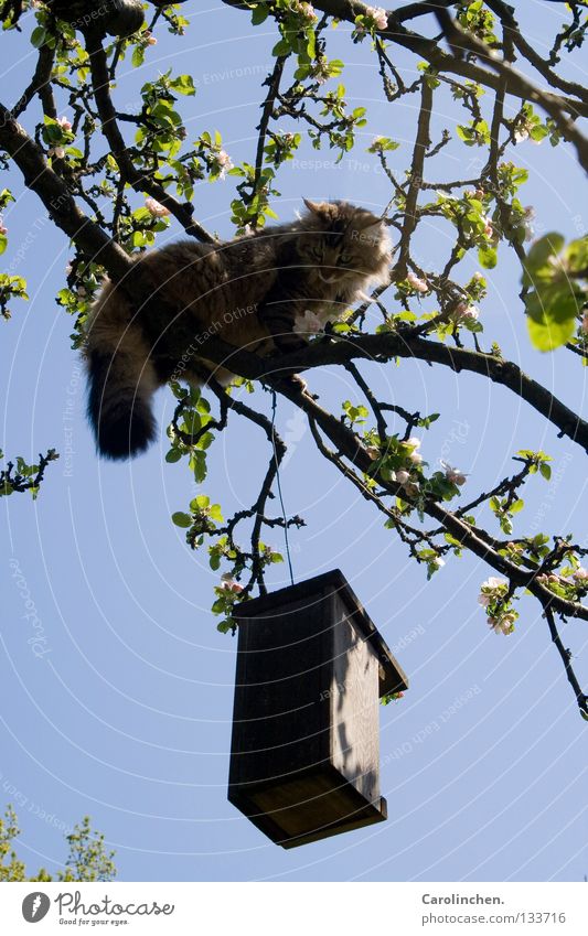 Räuber. Jagd Sommer Baum Katze Vogel kämpfen hell blau Dieb Säugetier vogelkasten Außenaufnahme freilebend Herumtreiben