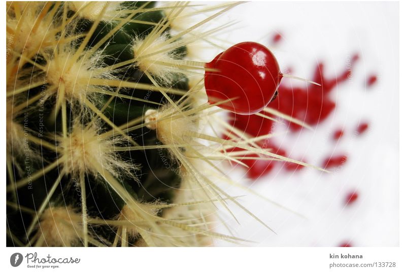 symbiose grün rot Kaktus trocken Saft Ernährung Leben Kraft Erde Sand Vergänglichkeit Stachel spießen Wassertropfen Beeren Frucht Wüste Lebensmittel Blut
