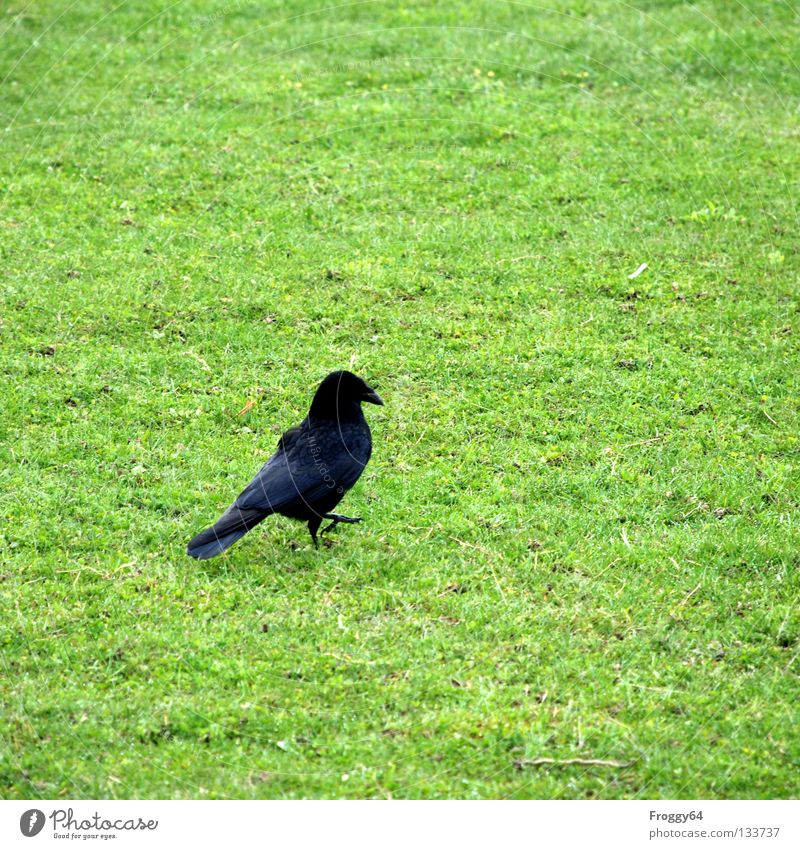 Fussgänger Rabenvögel Vogel Schnabel Gras grün schwarz Feder Himmel Flügel fliegen laufen Bodenbelag