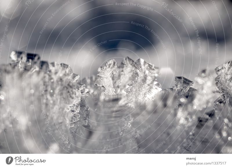 kalt | e Eiskristalle Winter Frost leuchten außergewöhnlich dünn authentisch eckig elegant Strukturen & Formen Farbfoto Gedeckte Farben Nahaufnahme