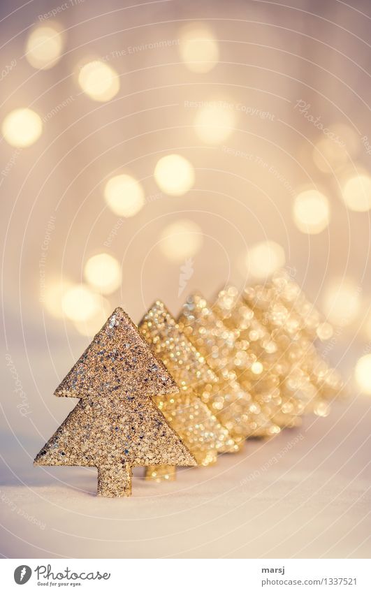 Einfach nur kitschig? Feste & Feiern Weihnachten & Advent Dekoration & Verzierung leuchten eckig Kitsch gold Fröhlichkeit Vorfreude Handel Weihnachtsbaum