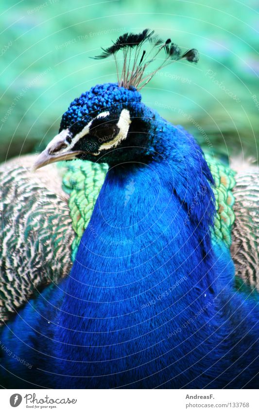 Pfau Vogel Tier Tierporträt Feder schön Schnabel mehrfarbig Fasan Ziervogel typisch blau leuchtende Farben ultramarinblau Tiergesicht Profil Nahaufnahme