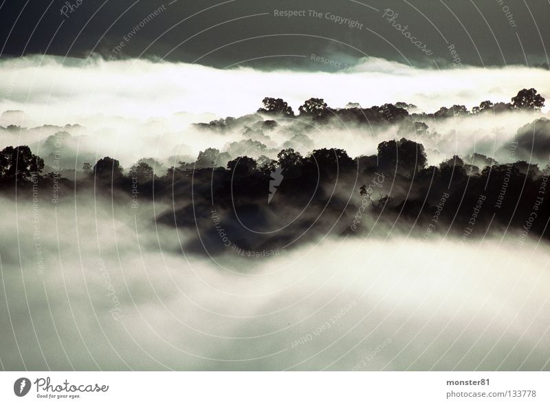 Regenwald-Geheimnis Sonnenaufgang Urwald Nebel geheimnisvoll Licht Kontrast Urwaldriesen Schatten
