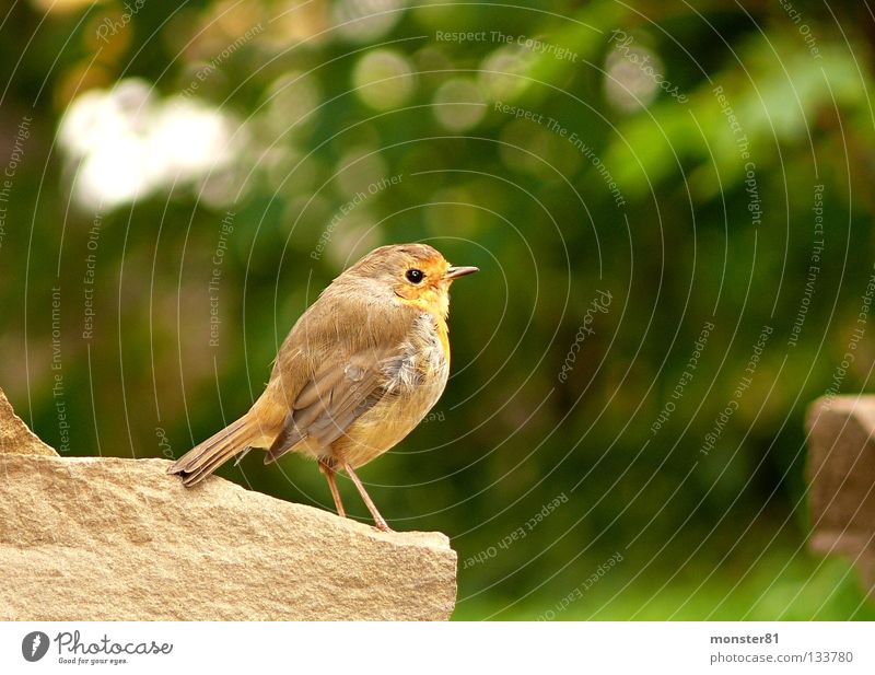 Begegnung im Garten Rotkehlchen Mauer Neugier skeptisch ruhig Vogel Natur Ungestörtheit