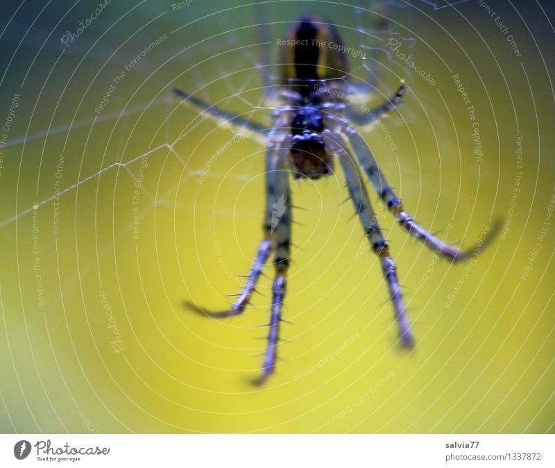 nicht näher! Natur Tier Wildtier Spinne 1 beobachten berühren hängen krabbeln warten dunkel Ekel gruselig hässlich klein nah dünn klug braun gelb schwarz