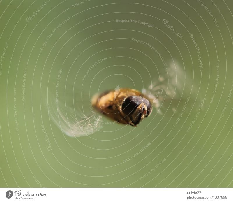 Schwebeflug Natur Tier Fliege Tiergesicht Flügel Mistbiene Insekt 1 fliegen frei klein sportlich braun Bewegung Geschwindigkeit Leichtigkeit Schweben