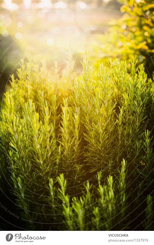 Rosmarin im Garten. Lebensmittel Kräuter & Gewürze Lifestyle Gesunde Ernährung Sommer Natur Pflanze Sonne Sonnenaufgang Sonnenuntergang Sonnenlicht Frühling