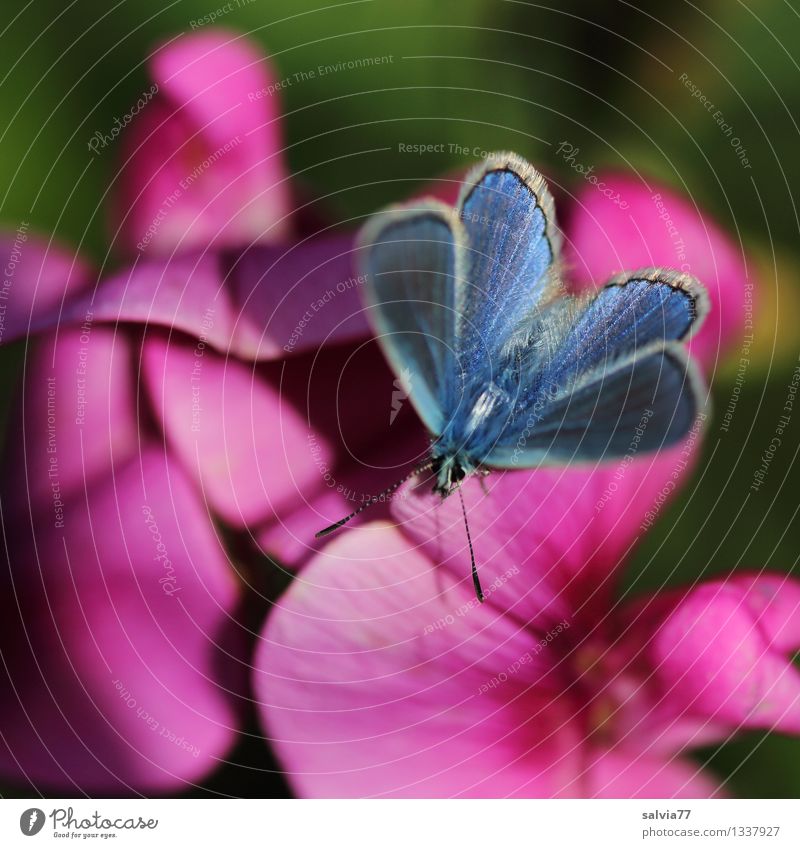Blau in Pink harmonisch Wohlgefühl Sinnesorgane Duft Natur Pflanze Tier Sommer Blume Blüte Gartenwicke Duftwicke Wildtier Schmetterling Flügel Bläulinge Insekt
