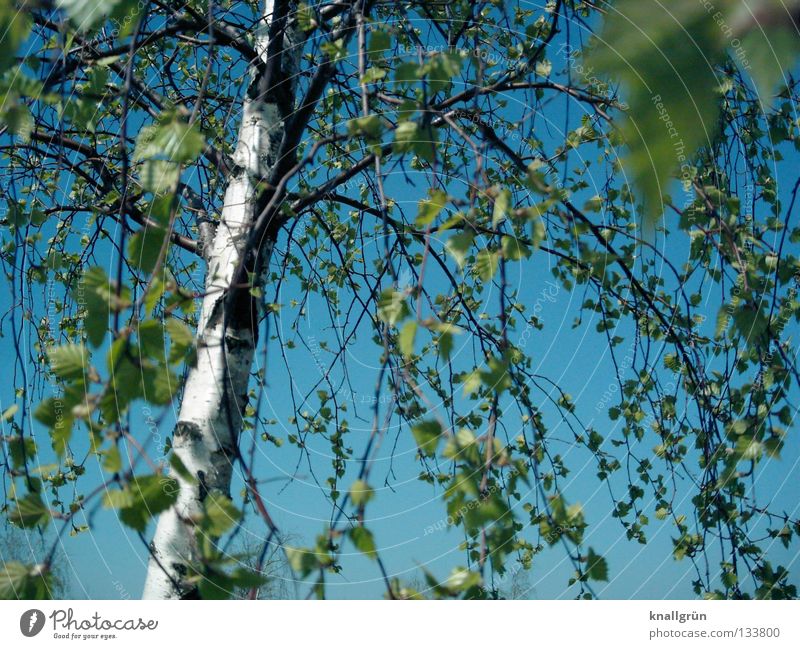 Himmelblau mit Birkengrün Frühling Sommer Baum Baumstamm Baumrinde Blatt hell-blau hellgrün weiß braun Alba Weissbirke Ast Schönes Wetter