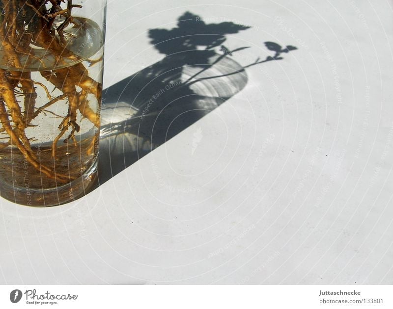 (Nacht)Schtattengewächs Pflanze Vase Wasserglas Im Wasser treiben austreiben Setzling Gärtner Sommer Dekoration & Verzierung Plflanzen Wurzel Glas Schatten