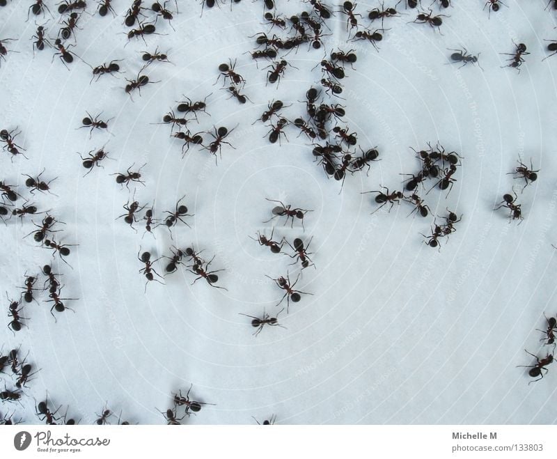 Das große Krabbeln Ameise klein winzig Taschentuch weiß weich krabbeln Geschwindigkeit Baum Waldameise Insekt Rechteck Hintergrundbild Urin wuselig Pieseampeln