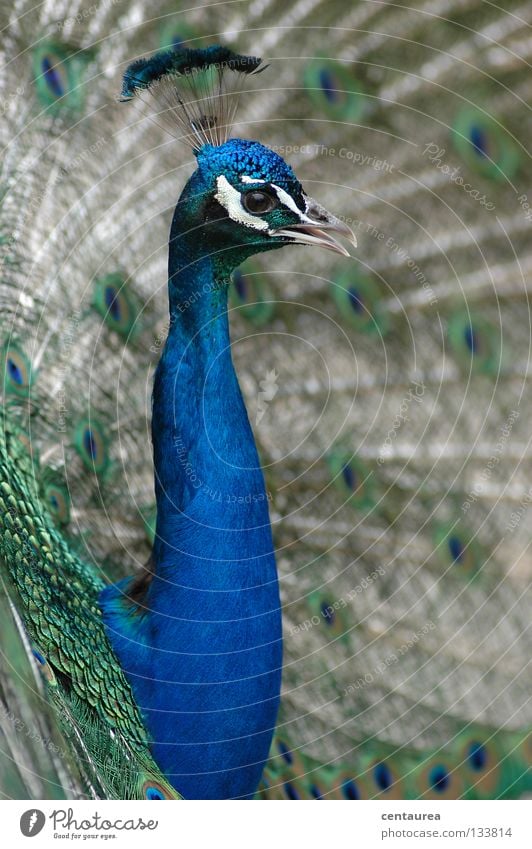 Pfau #1 Vogel Tier grün mehrfarbig China Asien Zoo beeindruckend edel Bömmel blau markant schön Angeben