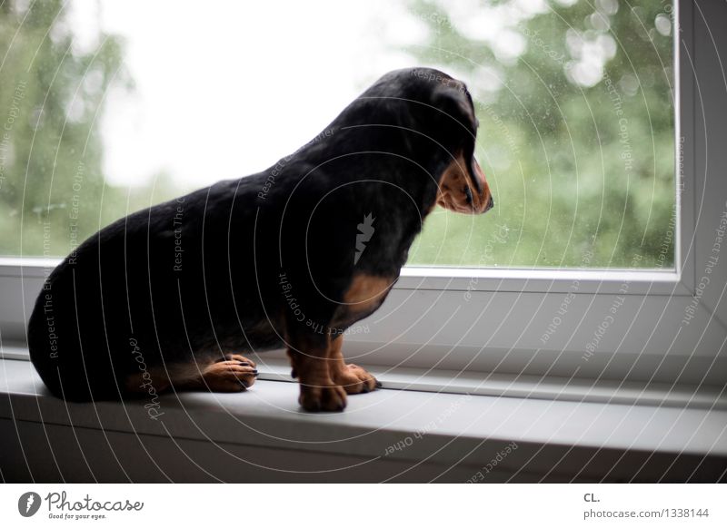 carlson am fenster Häusliches Leben Wohnung Fenster Tier Haustier Hund Dackel 1 Fensterscheibe sitzen Neugier niedlich Tierliebe Farbfoto Innenaufnahme