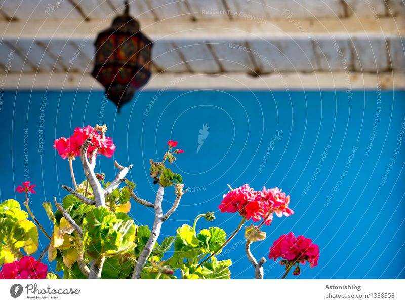 die Farben Marokkos Kunst Umwelt Natur Pflanze Sommer Blume Blatt Blüte Essaouira Stadt Hütte Bauwerk Mauer Wand Fassade Balkon Terrasse Blühend hängen Wachstum