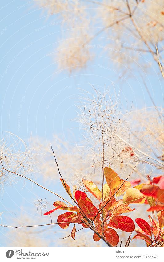 ein Bündel Herbst Garten Gartenarbeit Kunstwerk Natur Himmel Schönes Wetter Pflanze Baum Sträucher Wärme blau orange Stimmung Glück Vergänglichkeit