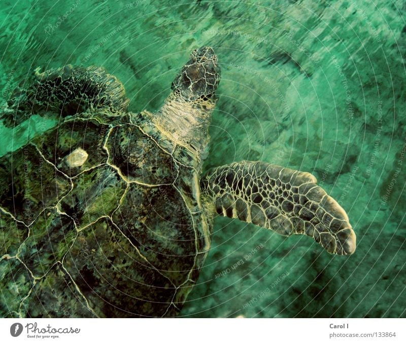 Hey Dude! Schildkröte Wasserschildkröte grün Tier alt tauchen Findet Nemo Muster Wellen Leben türkis zyan Unterwasseraufnahme wellig Geschwindigkeit