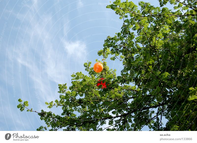 Frühes Ende Frühling Luftballon Helium rot Baum Baumkrone Blätterdach Desaster hängenbleiben Freude Luftverkehr Himmel Himmelsblau orange