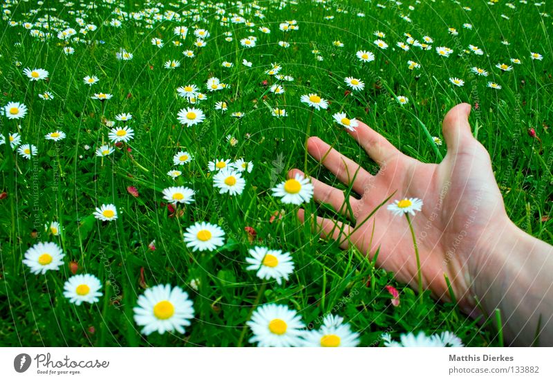 Freiheit Sommer Frühling Mai April Schönes Wetter schön Wiese Gras grün Gänseblümchen Blume Blumenwiese Hand Finger Weitwinkel Erholung Feierabend Wochenende