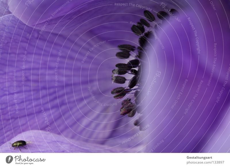 Flieg kleiner Käfer flieg... Pflanze Blume Blüte Hahnenfußgewächse Anemonen Garten-Anemone Gefäße Doldenblüte Insekt violett schön zart nah Frühling