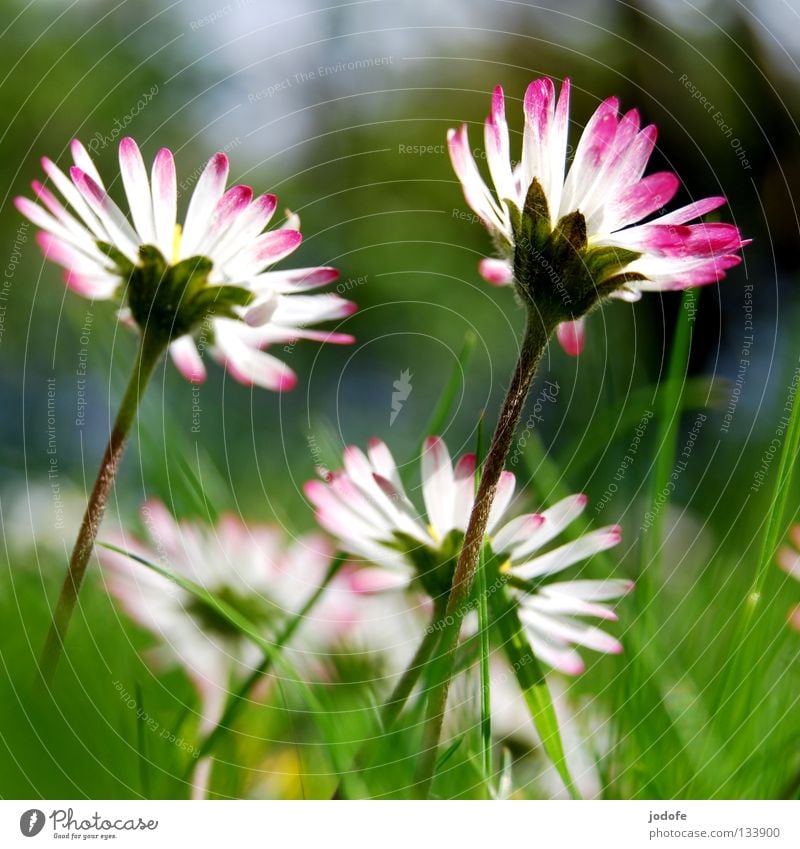 guten morgen sonnenschein Gänseblümchen Blume Blüte Gras Beleuchtung stehen Blühend entfalten weiß rosa grün Wiese groß Macht nebeneinander 2 Zusammensein
