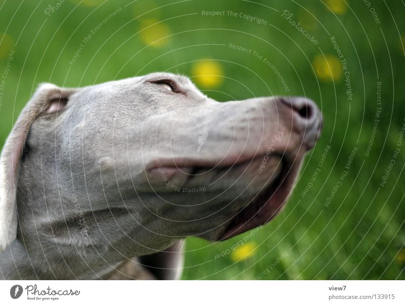 Unterseite Hund Schnauze grau Weimaraner Säugetier Kontrast Farbe Detailaufnahme Nase Hundekopf Hundeschnauze Außenaufnahme Tiergesicht Tierporträt Haushund