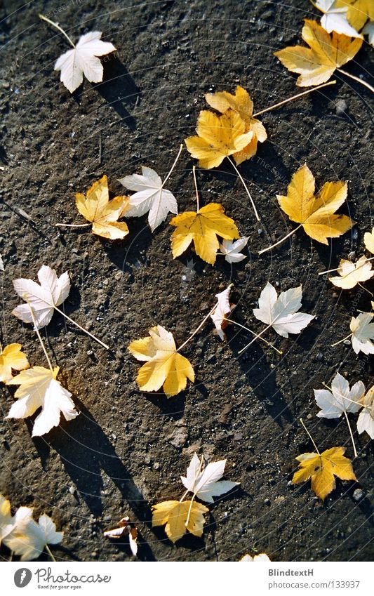 Herbstlaub Blatt Vogelperspektive verteilt gelb schwarz weiß verweht Trauer Vergänglichkeit Erde Sand Bodenbelag Stein gold Wege & Pfade Schatten Traurigkeit