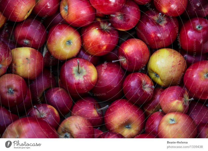 dank guter Ernte Lebensmittel Frucht Apfel Ernährung Gesundheit Wellness Landwirtschaft Forstwirtschaft Herbst wählen Essen ästhetisch frisch rund süß gelb rot