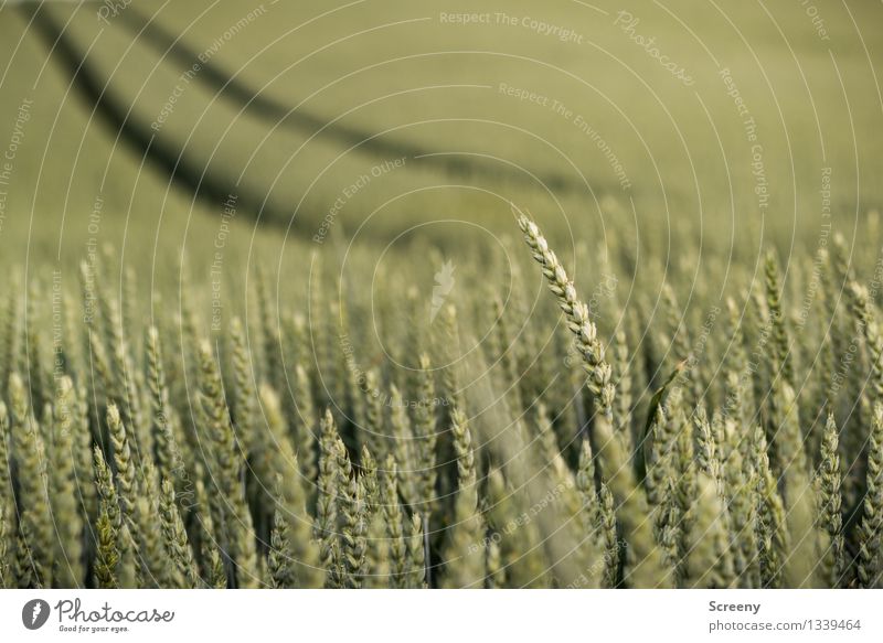 Ein Weg im Kornfeld... Natur Landschaft Pflanze Sommer Nutzpflanze Getreide Weizen Feld Wachstum grün Wege & Pfade geschwungen Spuren Farbfoto Außenaufnahme