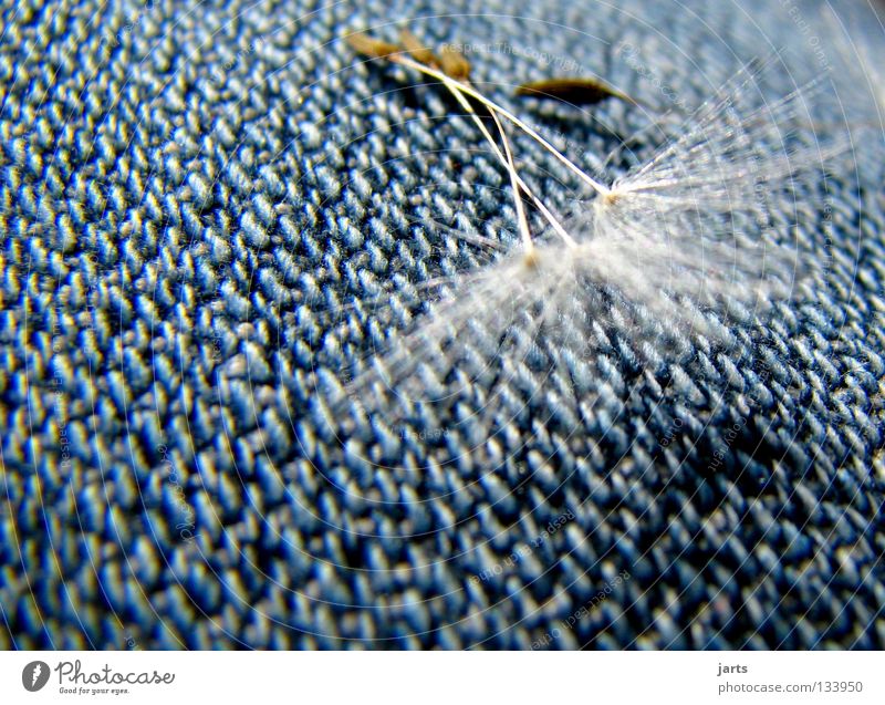 my jeans Löwenzahn weich Sommer ruhig harmonisch Vergänglichkeit Bekleidung Jeanshose blau Erholung jarts