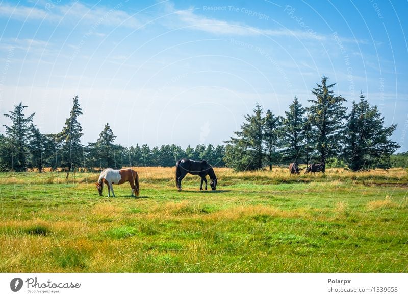 Pferde auf einem Feld elegant Gesicht harmonisch Sport Natur Landschaft Tier Leder Fressen braun Konkurrenz Kopf Reiterin Zaumzeug pferdeähnlich Gerät Hengst