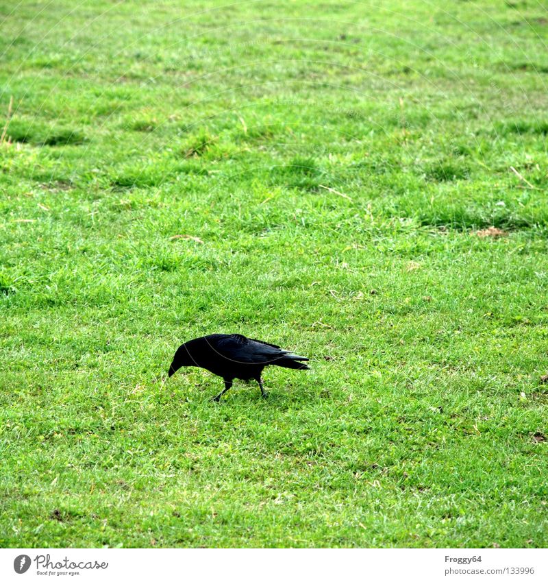 Futtersuche Rabenvögel Vogel Schnabel schwarz grün Gras Wurm Ernährung Suche finden Wiese Gehege Himmel Flügel Feder Lebensmittel mundenhof