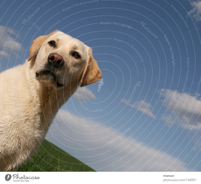 blond Wolken Wiese grün Hund Labrador gelb Sommer erhaben majestätisch ruhig Gelassenheit Ausdauer Vertrauen Aussicht Tier Fell süß Säugetier Himmel Himmelsblau