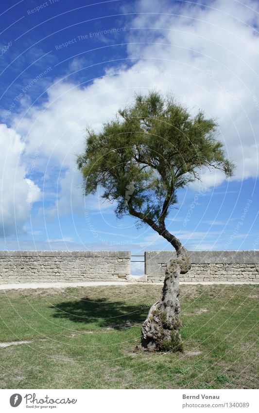bäumchen Umwelt Natur Himmel Wolken Sonnenlicht Sommer Pflanze Baum Gras Mauer Wand ästhetisch Ferien & Urlaub & Reisen Frankreich La Rochelle urig eigenwillig