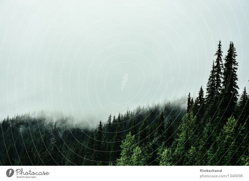 zwei tannen wandern Bergsteigen Natur Landschaft Pflanze Himmel Wolken Herbst Klima Nebel Tanne Wald Berge u. Gebirge Nadelwald Kanada British Columbia