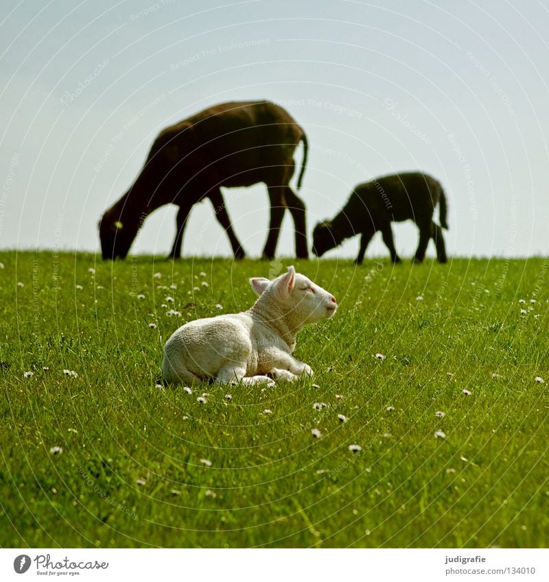 Das weiße Schaf in der Familie Schwarzes Schaf Deich Wiese Gras Gänseblümchen Umwelt Wolle zart klein Fressen Tier Säugetier Haustier Außenseiter Einsamkeit