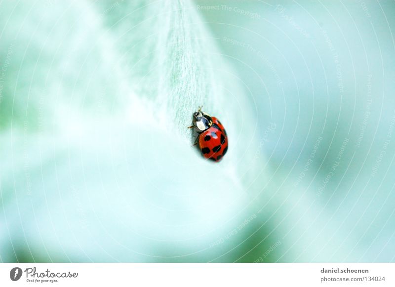 Käfer Marienkäfer grün rot Kontrast mehrfarbig langsam krabbeln Sommer Frühling Glück Farbe Makroaufnahme