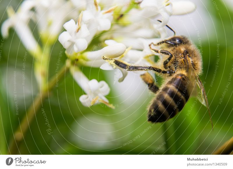 Bee Biene Flügel Essen füttern bee Honig Blüte Insekt Makroaufnahme Farbfoto Außenaufnahme Nahaufnahme Tag Schwache Tiefenschärfe Starke Tiefenschärfe