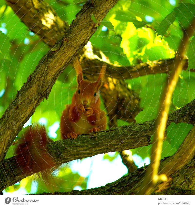 Frühlingshörnchen Umwelt Natur Pflanze Tier Baum Blatt Wildtier Eichhörnchen 1 festhalten Fressen hocken Blick sitzen natürlich Neugier niedlich grün Sicherheit