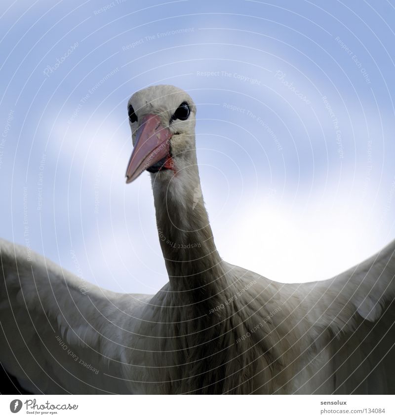 Auge in Auge Storch Vogel frontal Abheben Körperhaltung Außenaufnahme Flügel Feder Himmel Natur Detailaufnahme lustig