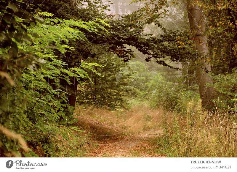 Im Elfenland... Natur Landschaft Pflanze Erde Sommer Herbst Schönes Wetter Nebel Baum Gras Sträucher Blatt Wildpflanze Park Wald Hügel nah natürlich Sauberkeit