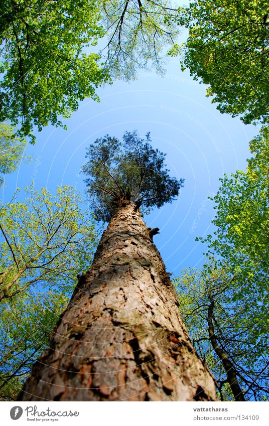 The Giant Pine Natur Himmel springen Frühling Tree Forest Wildtier Wideangle Sky