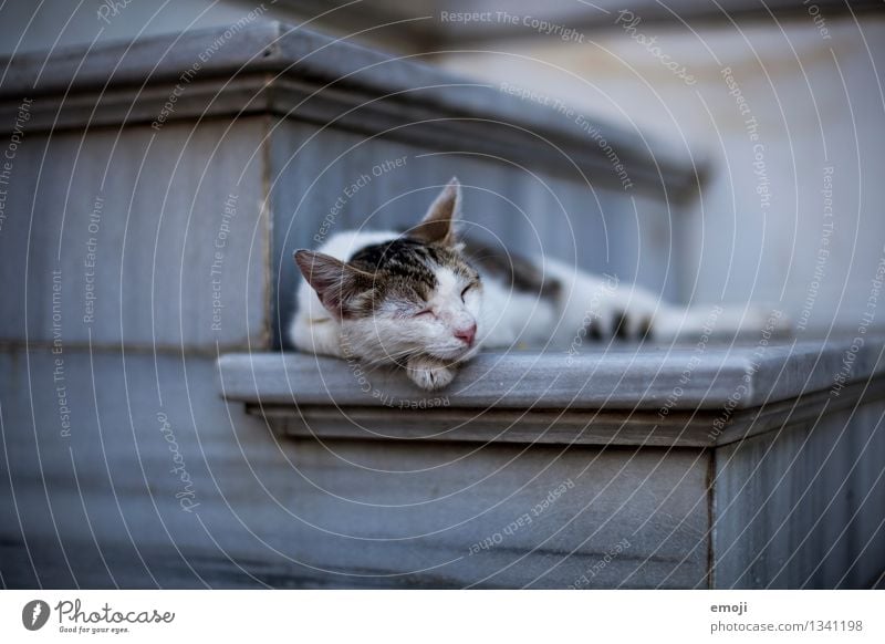 Pause Tier Haustier Katze Tiergesicht Fell 1 liegen schlafen ruhig Farbfoto Außenaufnahme Dämmerung Schwache Tiefenschärfe Tierporträt geschlossene Augen